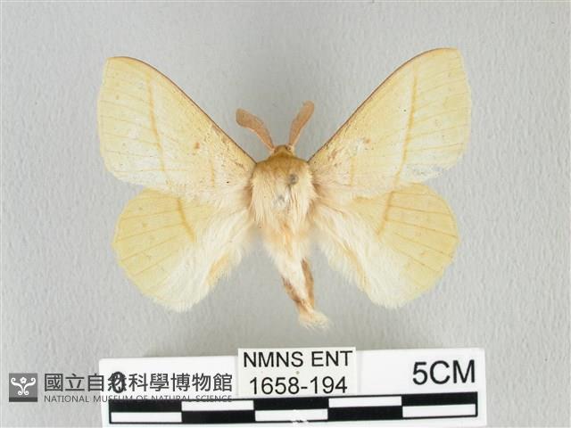 青枯葉蛾藏品圖，第1張