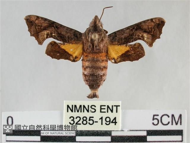 三角凹緣天蛾藏品圖，第1張