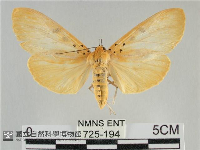 橙擬燈蛾藏品圖，第1張