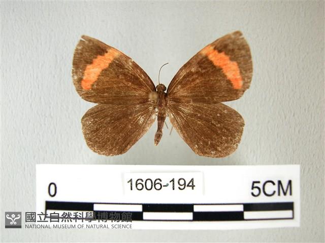 帶錨紋蛾藏品圖，第1張