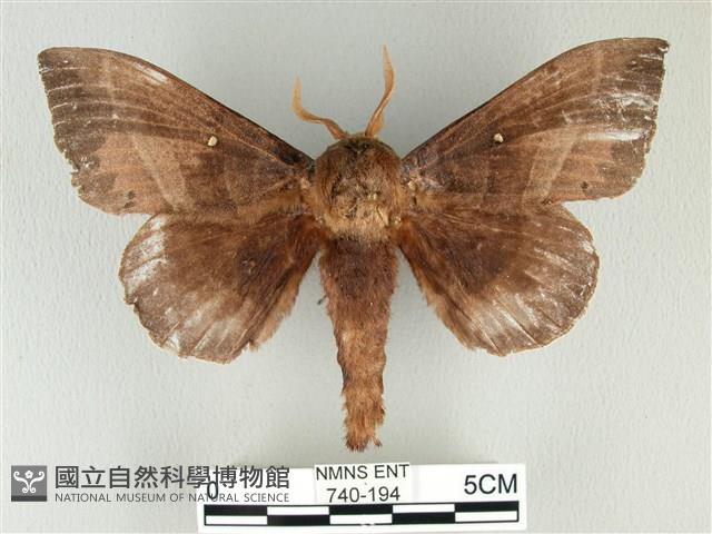 松大毛蟲藏品圖，第1張