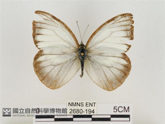 淡褐脈粉蝶藏品圖，第1張