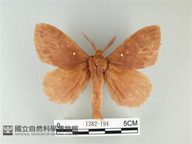 波紋枯葉蛾藏品圖，第1張