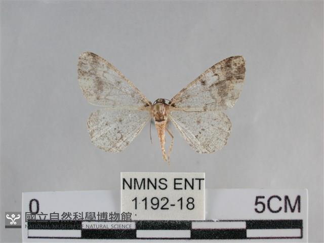 雙峰霜尺蛾藏品圖，第1張