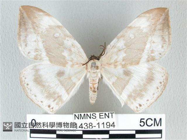 圓翅大鉤蛾藏品圖，第1張