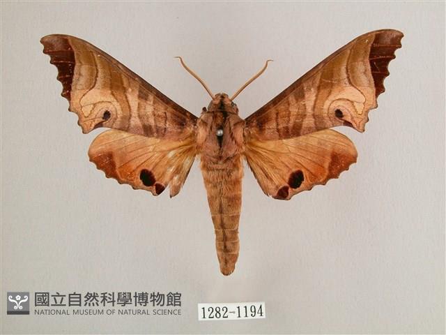 黑角六點天蛾藏品圖，第1張