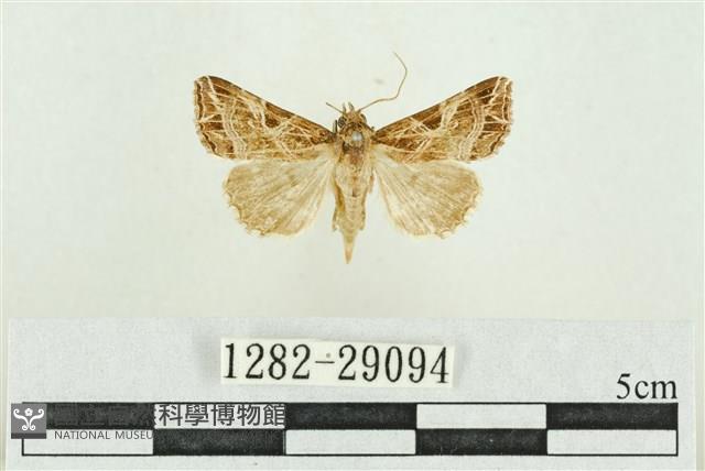 弧角散紋夜蛾藏品圖，第1張