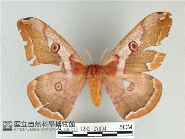 綠目天蠶蛾藏品圖，第1張