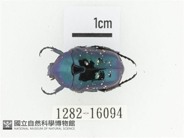 藍艷白點花金龜藏品圖，第1張