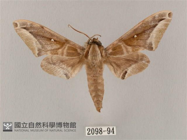 白點天蛾 藏品圖，第1張