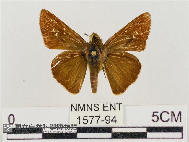 隱紋穀弄蝶藏品圖，第1張