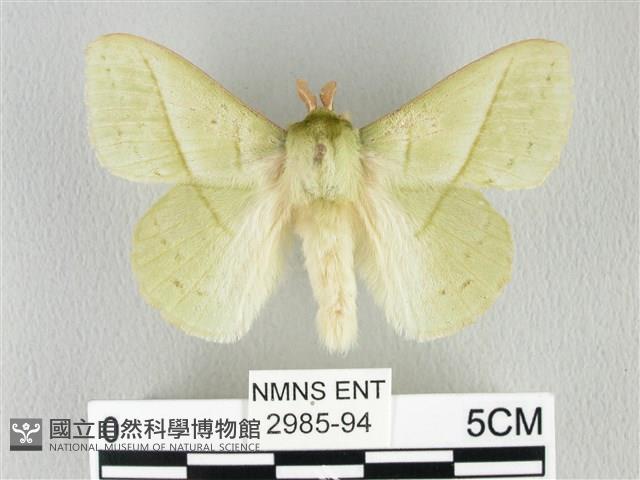 青枯葉蛾藏品圖，第1張