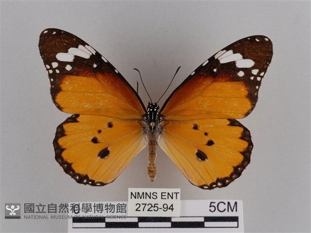 樺斑蝶藏品圖，第1張