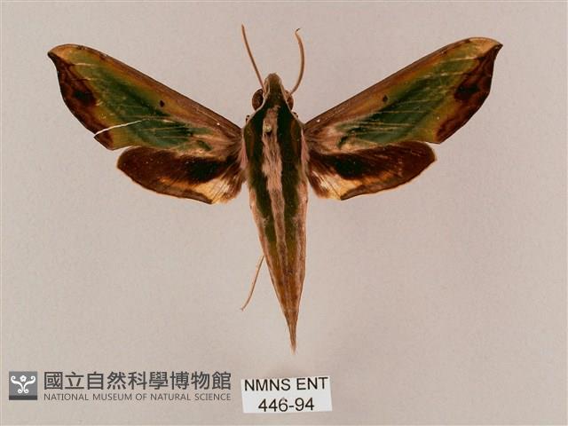 斜綠天蛾藏品圖，第1張