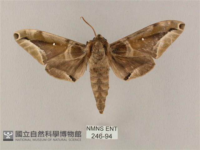 白點天蛾 藏品圖，第1張