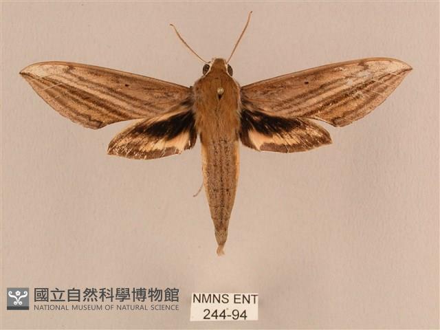 背線天蛾藏品圖，第1張