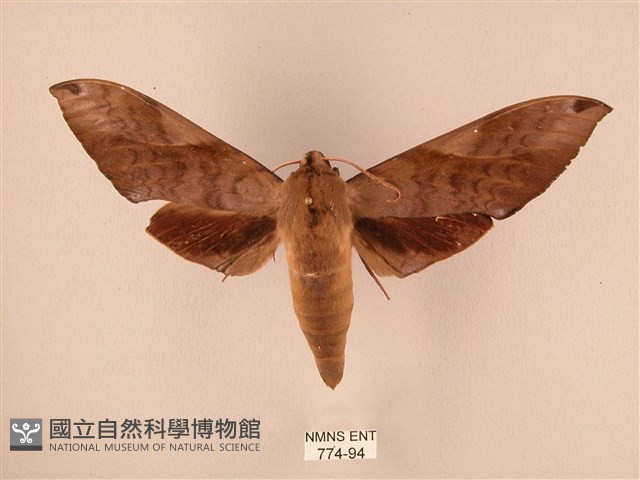 波紋豆天蛾藏品圖，第1張