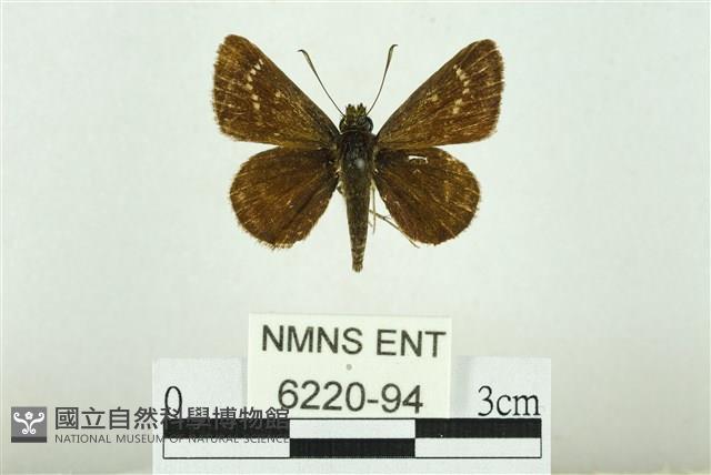 弧弄蝶藏品圖，第1張