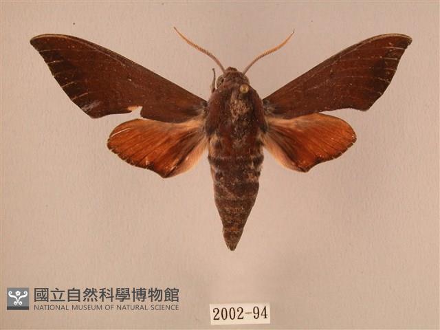 赭色斜帶天蛾藏品圖，第1張