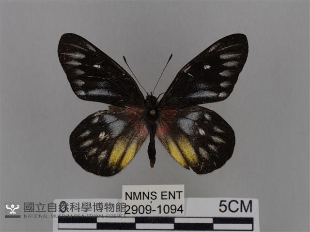 豔粉蝶藏品圖，第1張