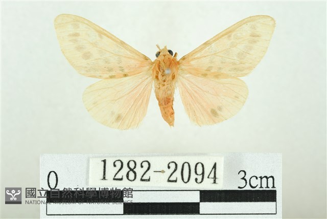 三條橙燈蛾藏品圖，第1張