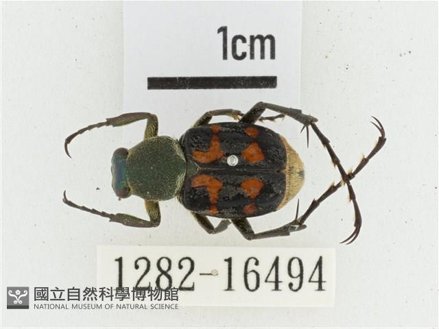 黃肩長腳花金龜藏品圖，第1張