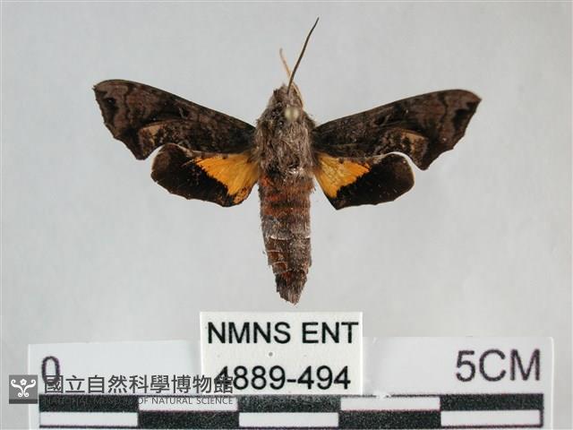 三角凹緣天蛾藏品圖，第1張