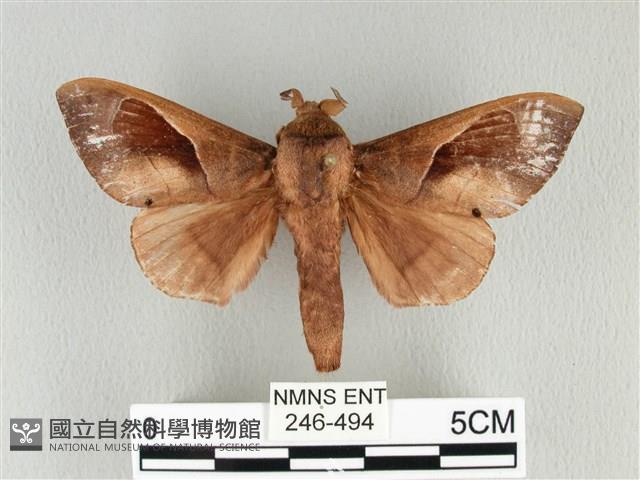 大褐斑枯葉蛾藏品圖，第1張