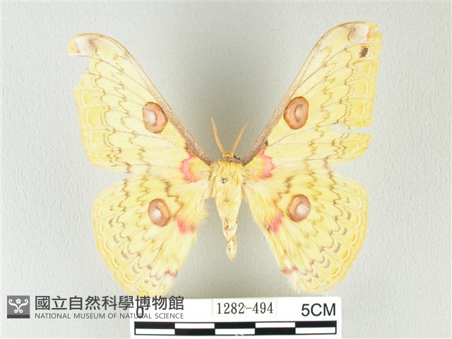 黃豹天蠶蛾藏品圖，第1張