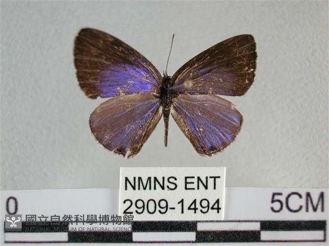 Accession Number:002909-01494 Collection Image, Figure 1, Total 3 Figures