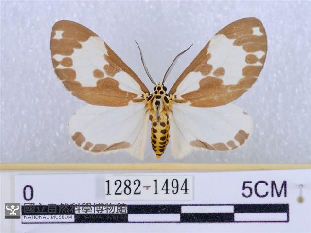 後凸蝶燈蛾藏品圖，第1張