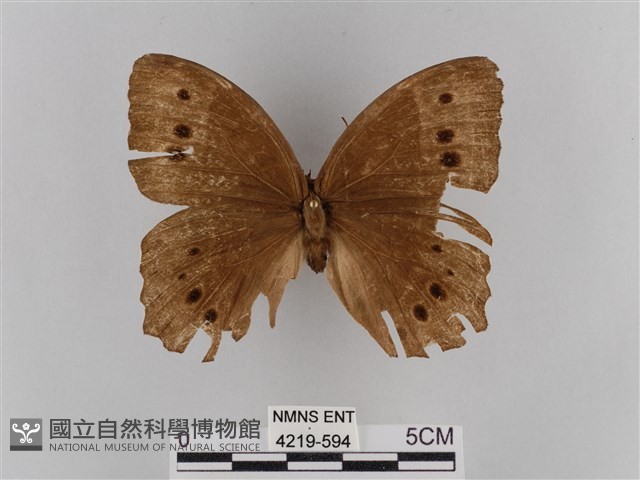 褐翅蔭眼蝶藏品圖，第1張