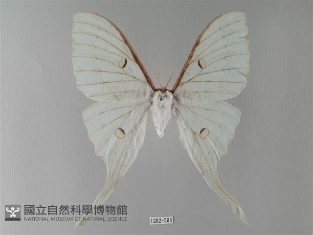 臺灣長尾水青蛾藏品圖，第1張