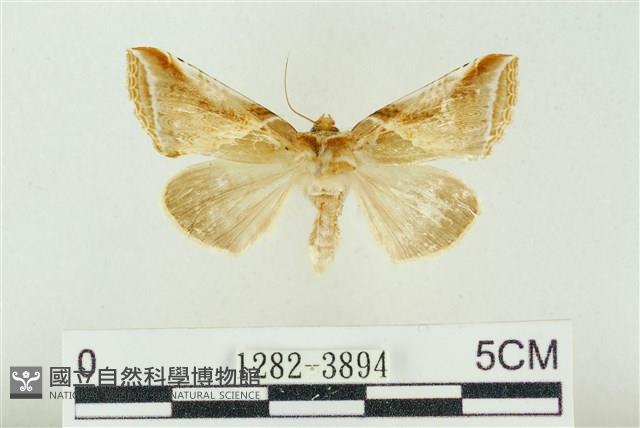 印華波紋蛾藏品圖，第1張