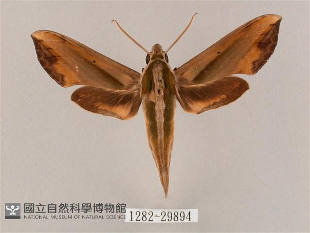 斜綠天蛾藏品圖，第1張