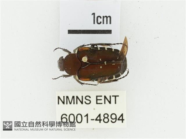 黑斑陷紋金龜藏品圖，第1張