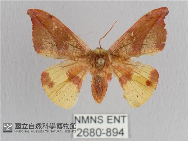 銀端帶鉤蛾藏品圖，第1張