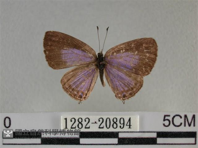 雅波灰蝶藏品圖，第1張