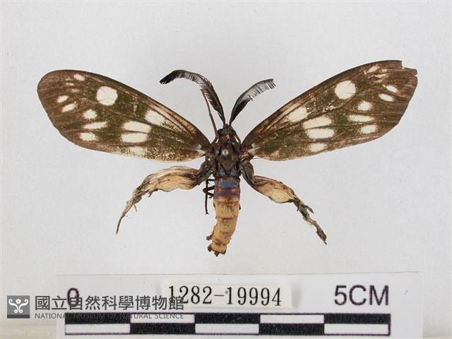 蓬萊茶斑蛾藏品圖，第1張