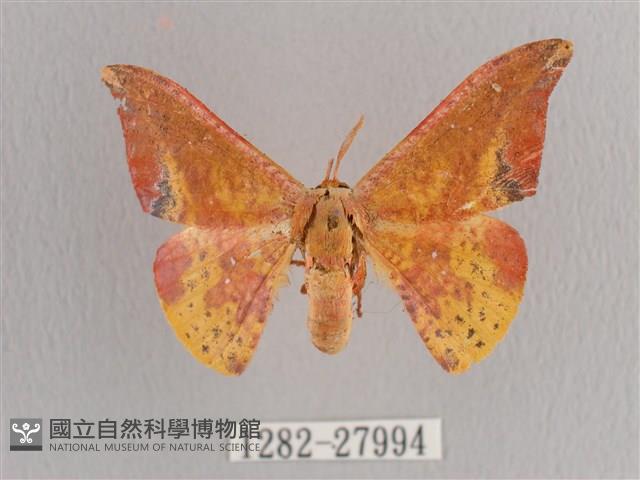 鉛斑帶鉤蛾藏品圖，第1張