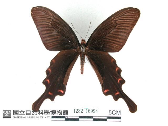 麝鳳蝶藏品圖，第1張