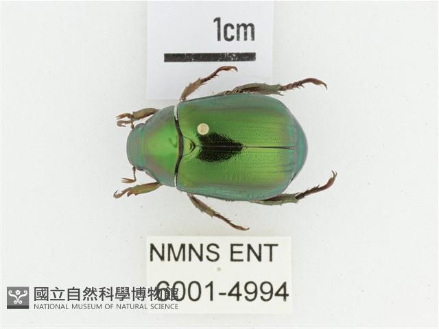 綠艷金龜藏品圖，第1張