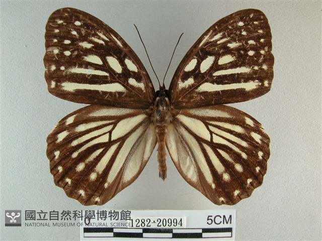 臺灣斑眼蝶藏品圖，第1張