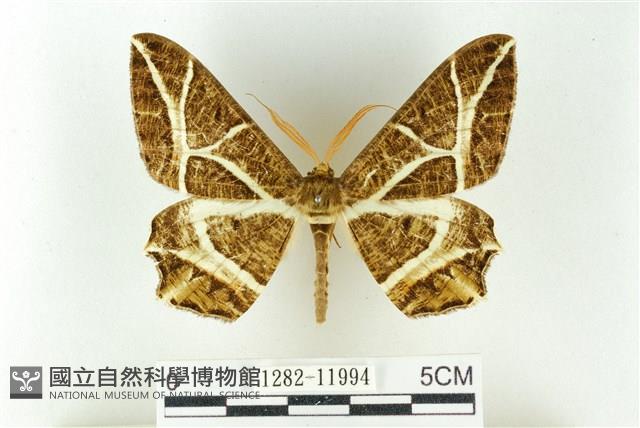 樹形尺蛾藏品圖，第1張