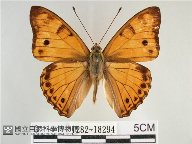 金鎧蛺蝶藏品圖，第1張