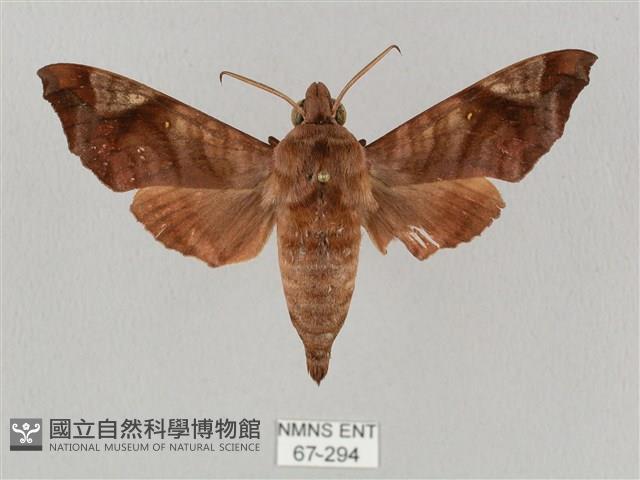 姬缺角天蛾藏品圖，第1張