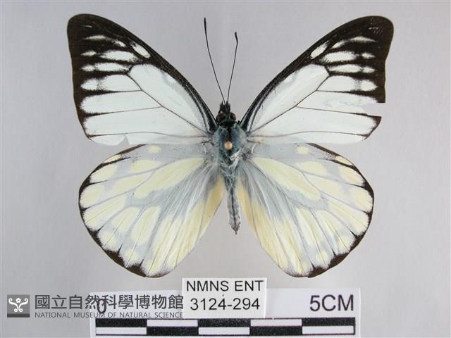 鋸粉蝶藏品圖，第1張