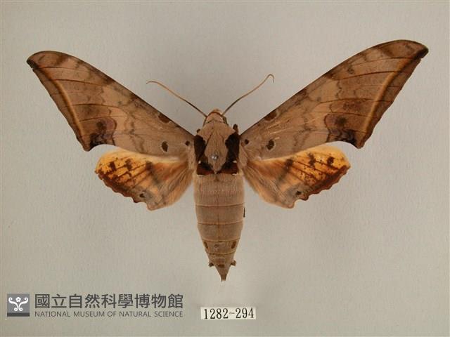 臺灣鷹翅天蛾藏品圖，第1張