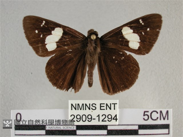 曲紋袖弄蝶藏品圖，第1張