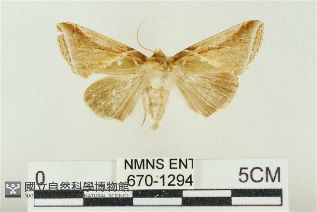 印華波紋蛾藏品圖，第1張